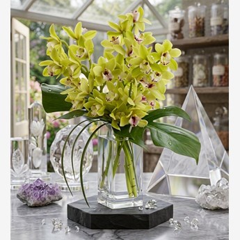Orchid Elegance