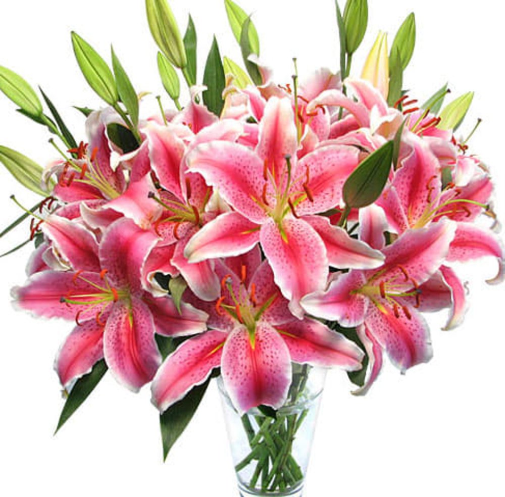 Stems Of Pink Lilies