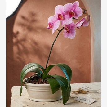 Pink Phalaenopsis Orchid Plant