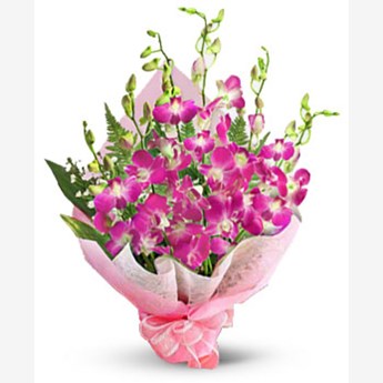 Sonia Orchids
