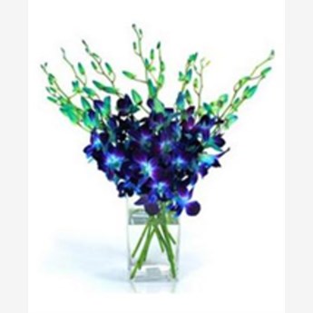 Blue Orchids
