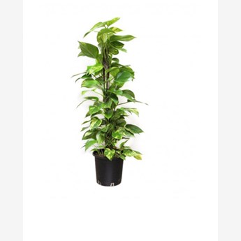 The Money Plant 100-120cm