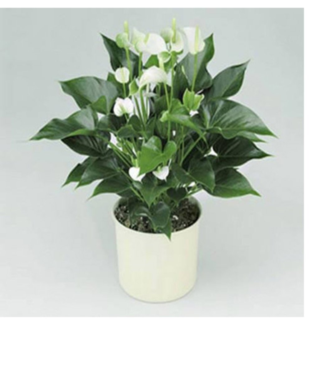 White anthurium plant