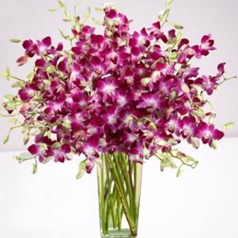 Purple Orchids