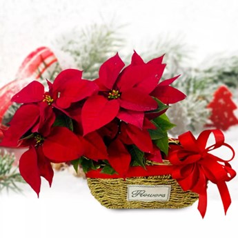 Red Poinsettia plant gift