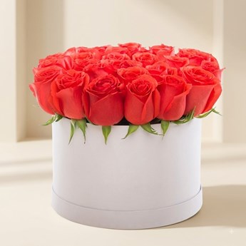 24 Red Roses Premium Box 