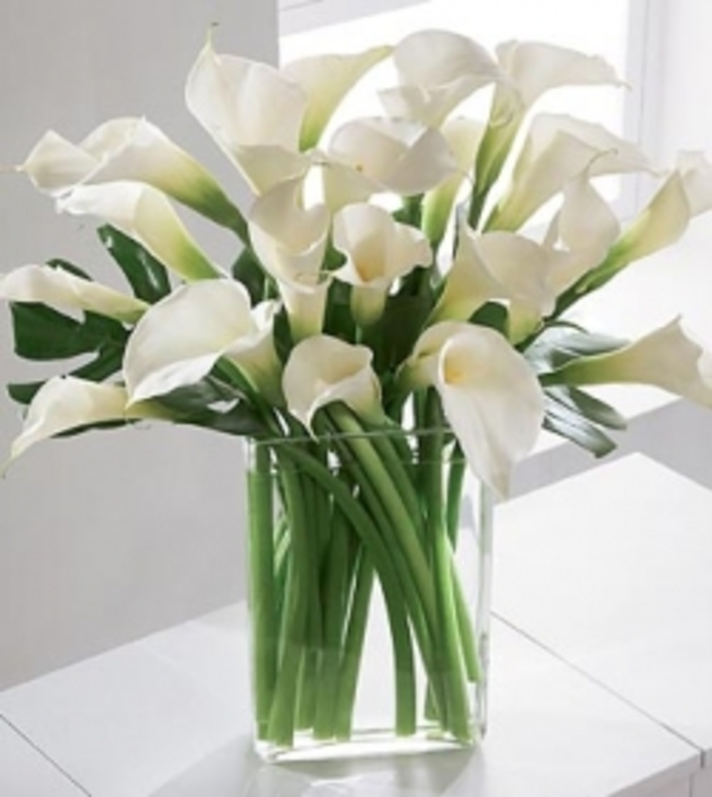 20 White Cala Lilies