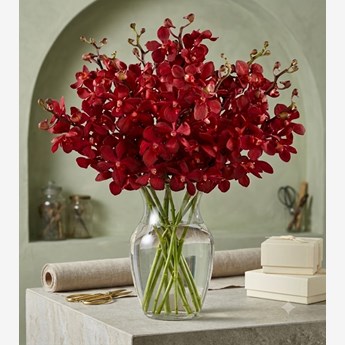 Red Mokara Orchids