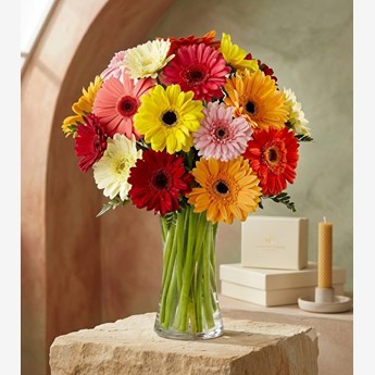 Mixed Gerbera Daisy Bouquet in Vase