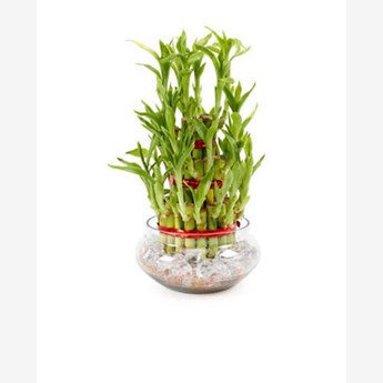 Good Luck Plant 3