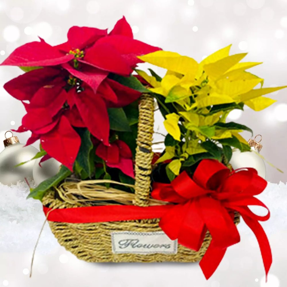 Pretty red and yellow combination gift
