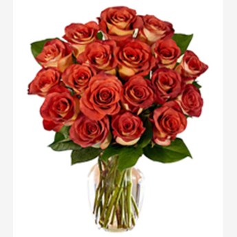 Sun Kiss Roses