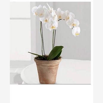 White Phalaenopsis orchid plant